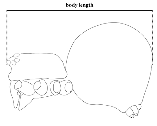 Body length