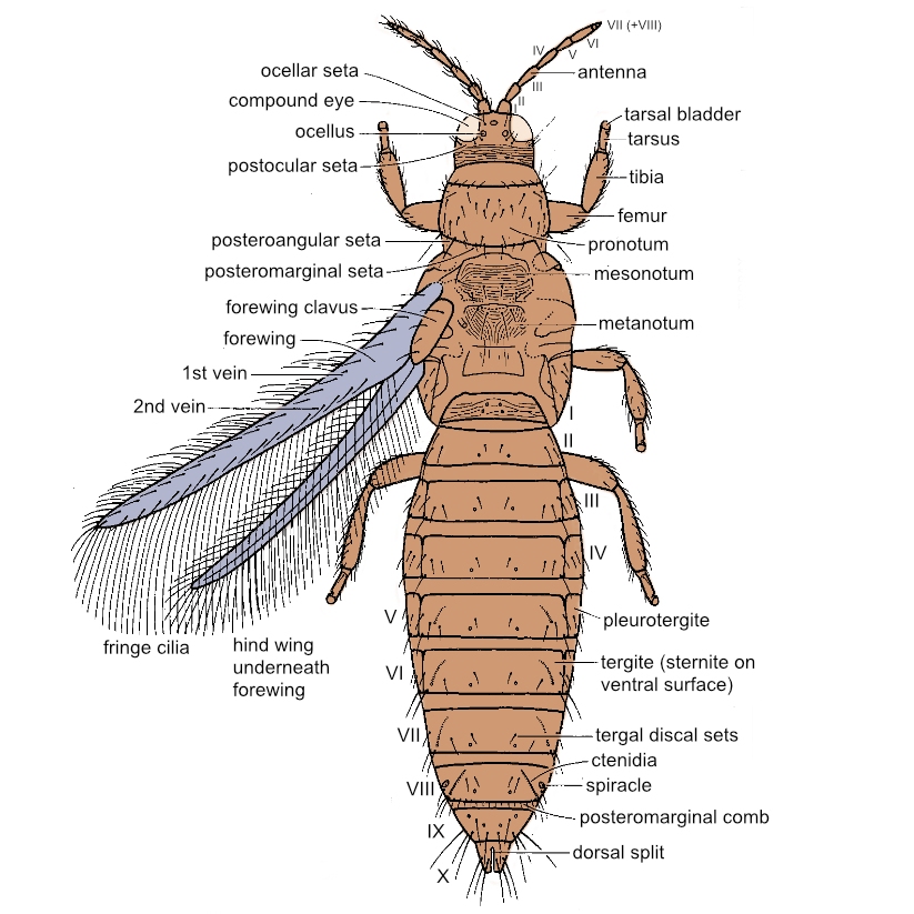 diagram of the Terebranthia