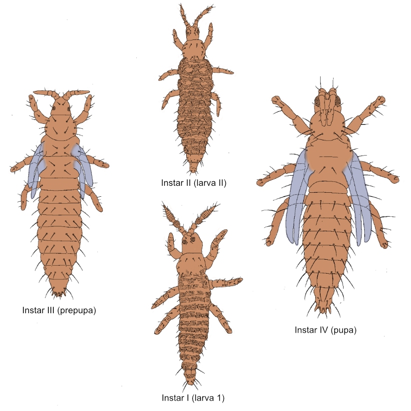 diagram of life cycle of the Thripidae