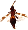Female with basal abdominal segments pale