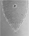 Second instar larva abdomen