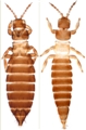 Female and male