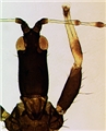 Male head and fore leg
