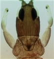 Head, pronotum and fore legs