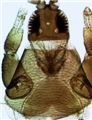 Head, pronotum and fore leg