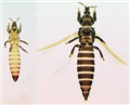 Male and female