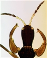 Male head and forelegs