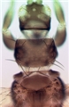 Head and thorax of winged female
