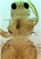 Female head and thorax
