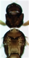 Head and thorax