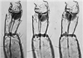 Variation in foretarsal tooth in females