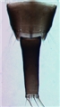 Female segments IX and X (tube)