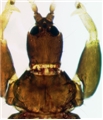 Male head, pronotum and fore legs