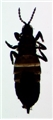 Female (holotype)