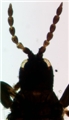 Head and antennae of holotype
