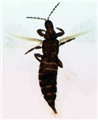 Male (holotype)