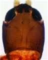 Head (holotype)