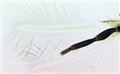 Forewing