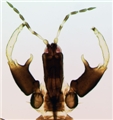 Male head and fore legs