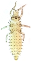 Second instar larva