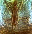 Prosternum and mouth cone