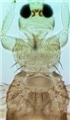 Head and thorax