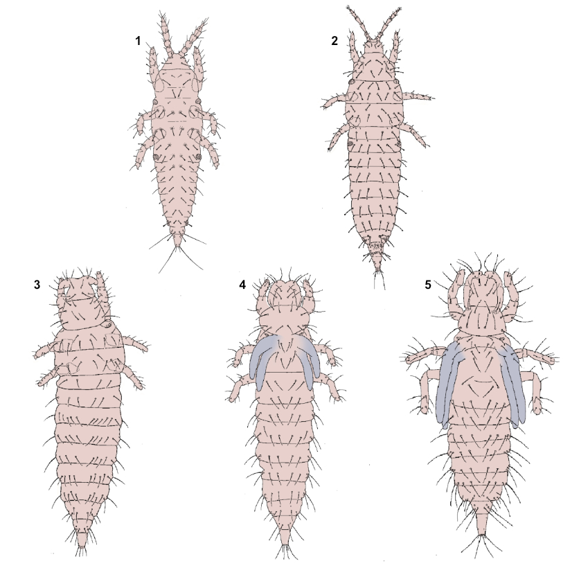 line drawing of the development stages of the Phlaeothripidae