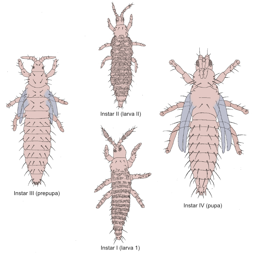 line drawing of the development stages of the Thripidae