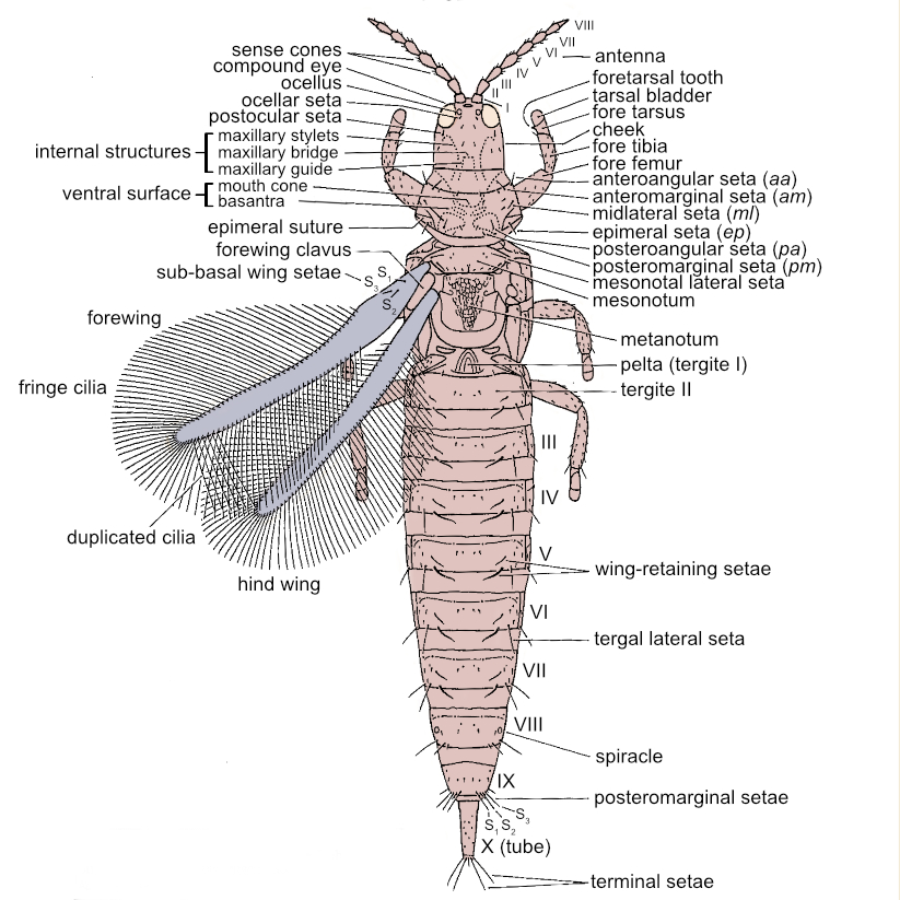 line drawing of the Tubulifera thrips with labelled parts