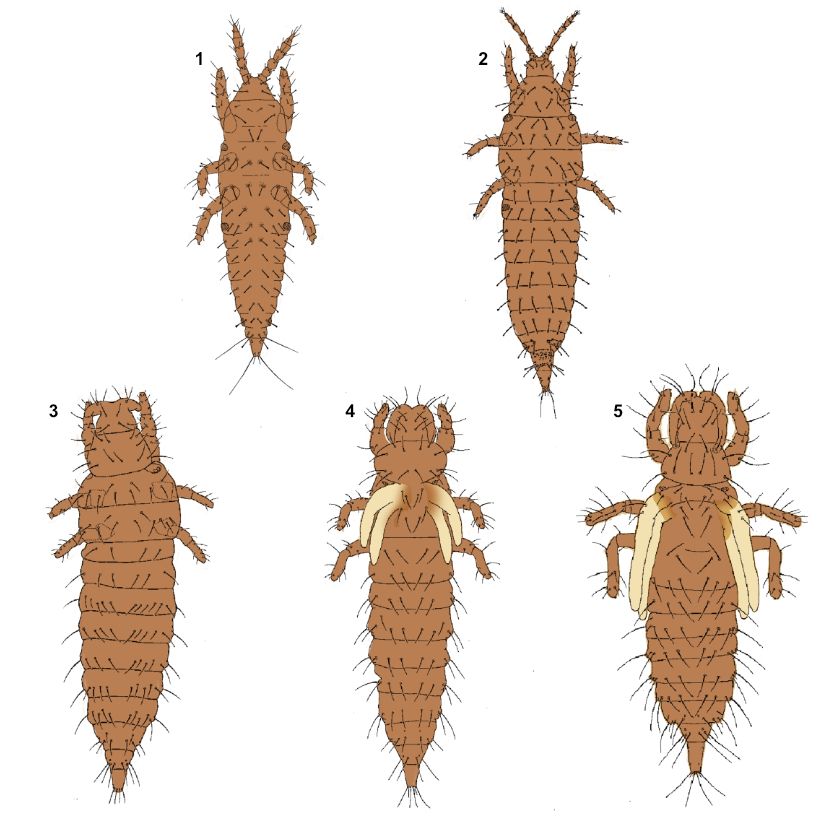 diagram of the life cycle of the Phlaeothridae