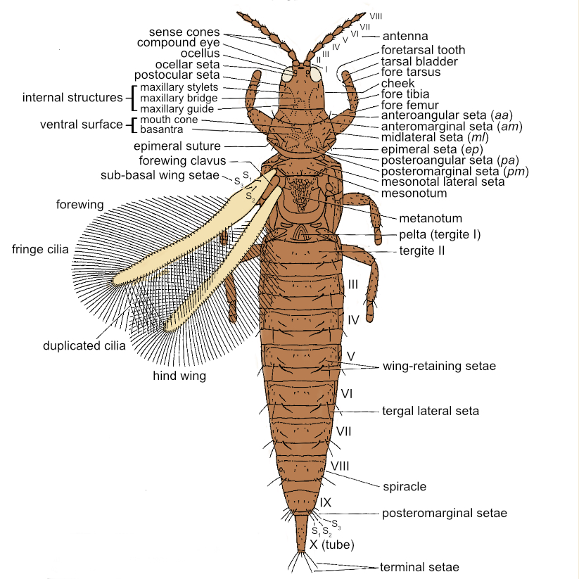 diagram of the Tubulifera