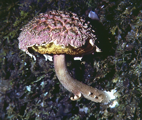 Boletellus Emodensis