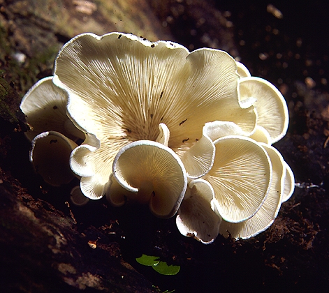 Conchomyces bursaeformis