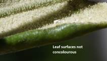 Close-up of a leaf surface

Description automatically generated with medium confidence