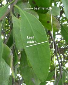 A picture containing outdoor, leaf, green, plant

Description automatically generated