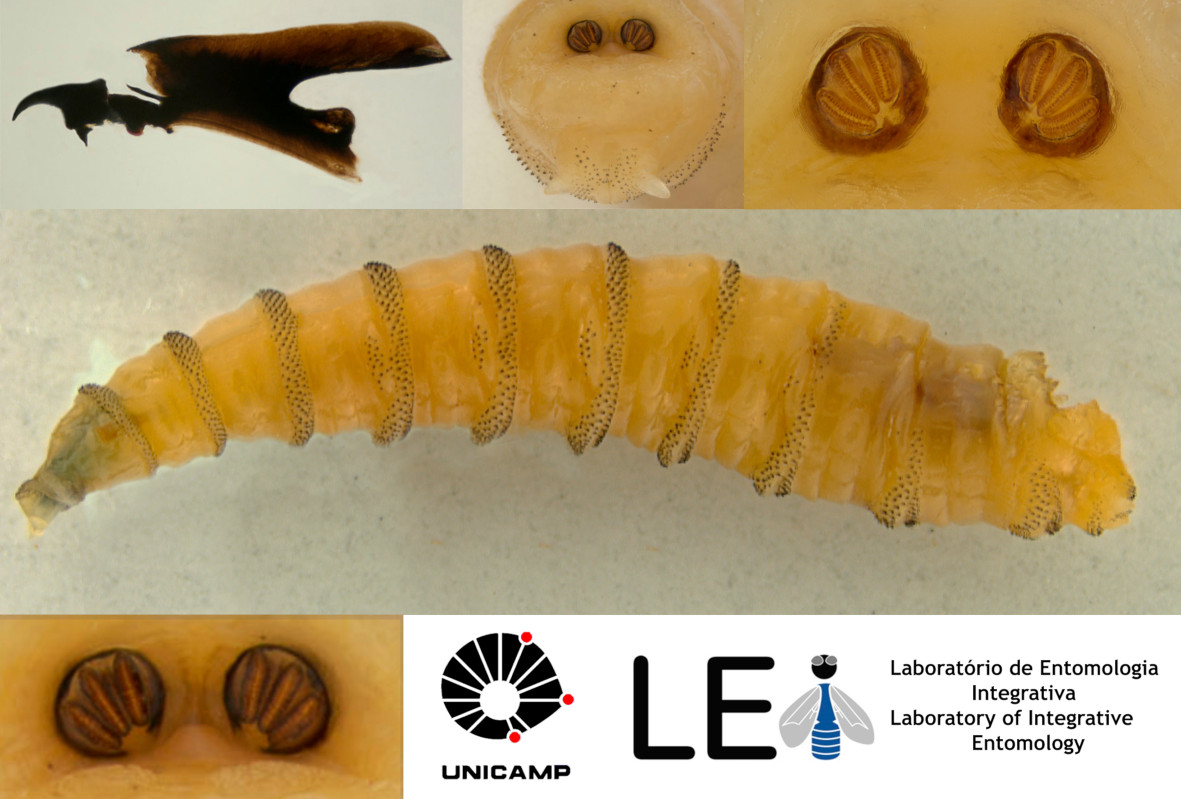Chave de identificação interativa para larvas de terceiro estádio de Calliphoridae (Insecta, Diptera) de importância forense neotropical