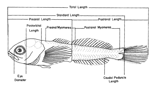 Diagrammatic representation of morphology of a teleost larva.