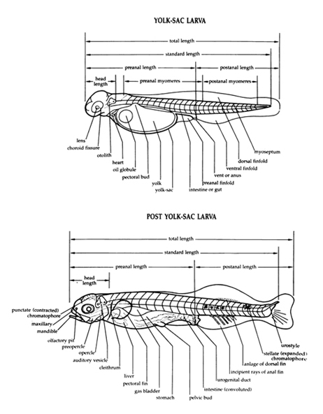 Diagrammatic representation of typical yolk-sac larva and post yolk-sac larva