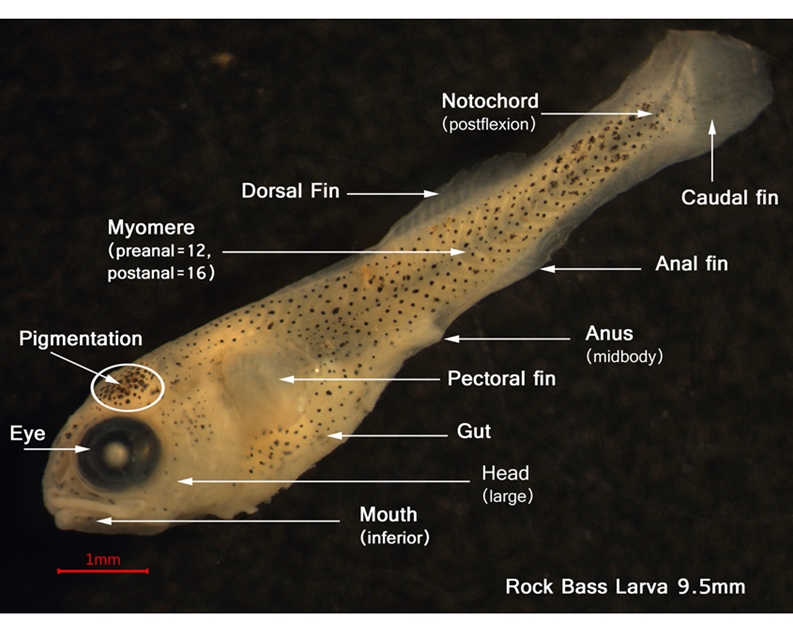 Rock Bass larva with features