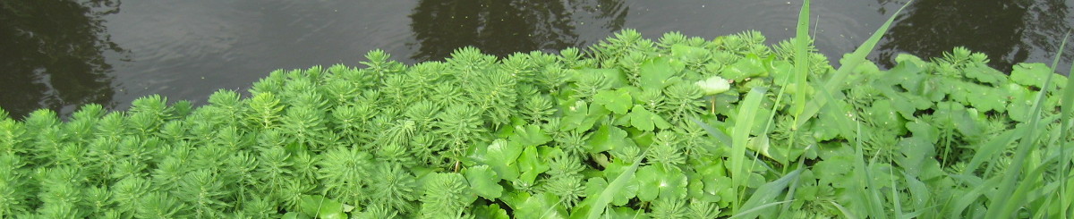 invasive-aquatic-plants-in-europe-key-search