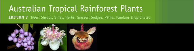 Australian Tropical Rainforest Plants - Key Search