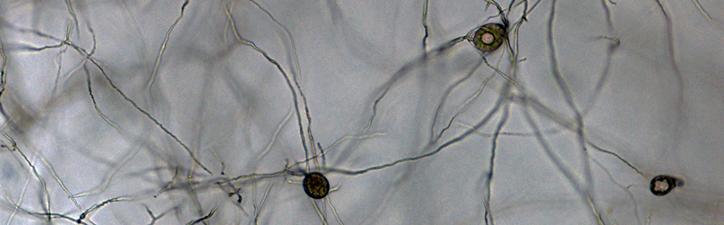 IDphy: Molecular And Morphological Identification Of Phytophthora Based ...