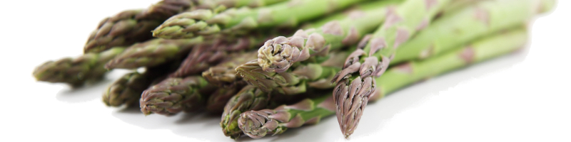 Common Wyoming Asparagus Pests Identification - Key Search