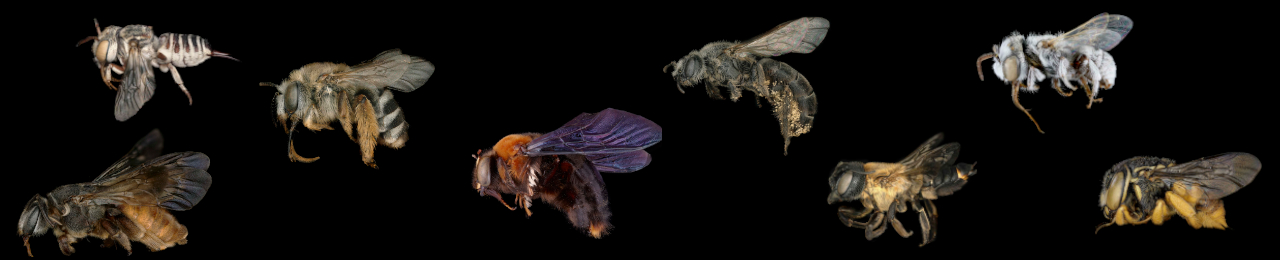 Bees of Uganda Lucid Key